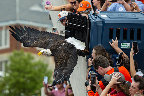 Eagle leaving crate