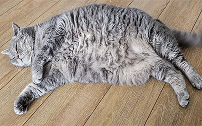 Gray cat