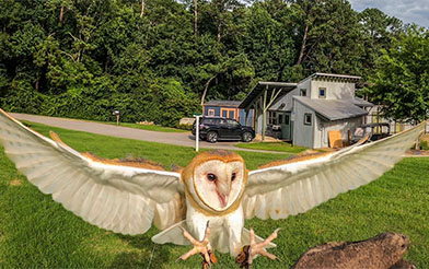 Owl landing on perch