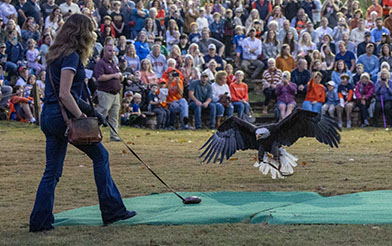 Eagle landing on tarp