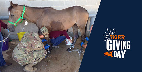 Horse with vet working on foot