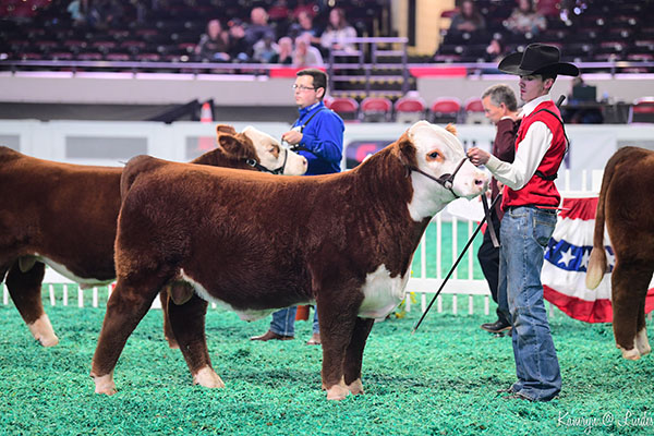 Men showing cattle