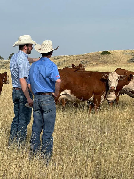 Two men looking at cows