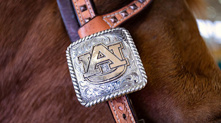 Close up of horse bridle on horse