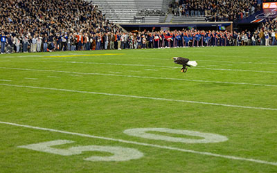 Eagle landing on football field