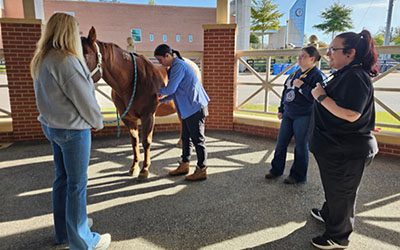 Vet tech students examining a horse