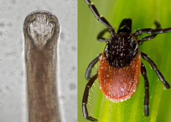 Hookworm and tick