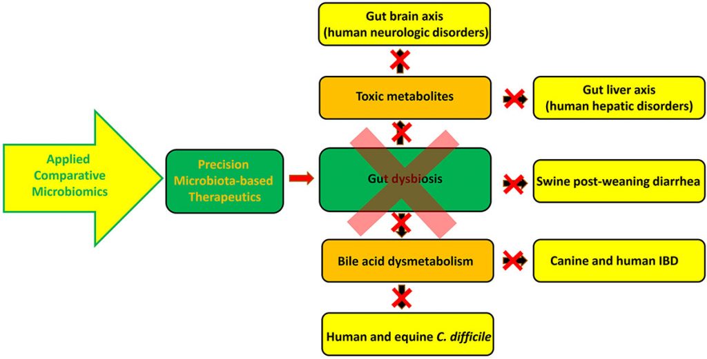 Gut dysbiosis - the key research theme