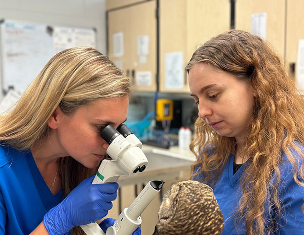 Two students examining an owl.