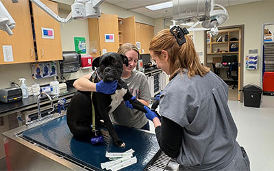 Veterinary techs with dog on table