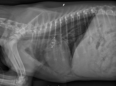 Canine chest xray