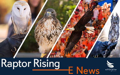 Raptor Rising Newsletter logo