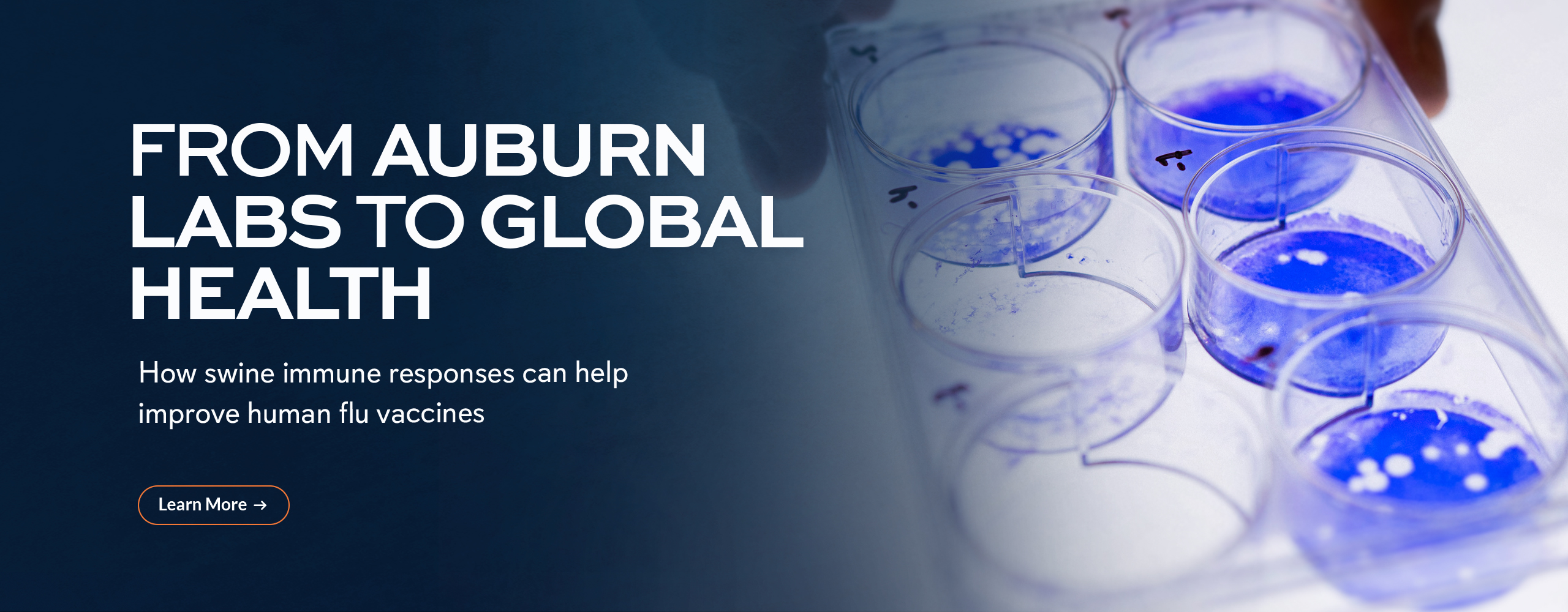 From Auburn labs to global health: How swine immune responses can help improve human flu vaccines.