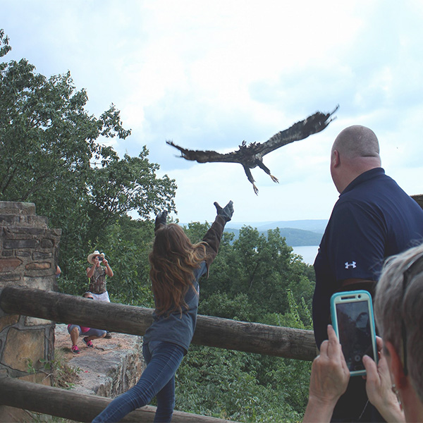 Raptor release into the wild