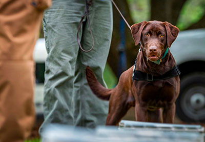 Dog with handler