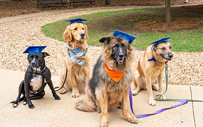 Four dogs with graduation caps