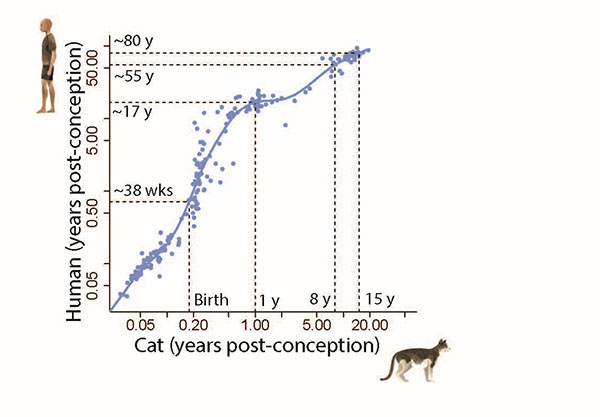 Age alignment graph