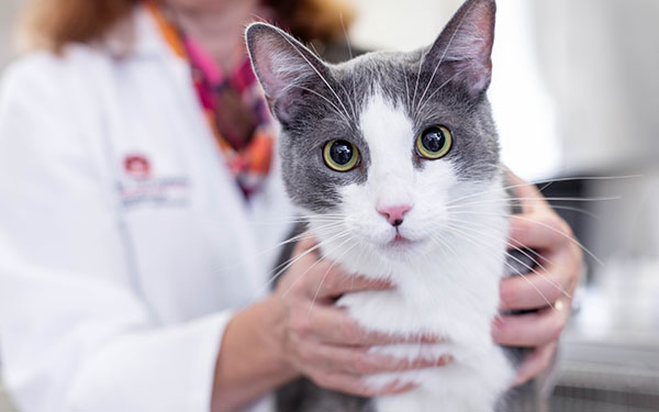 veterinarian with cat