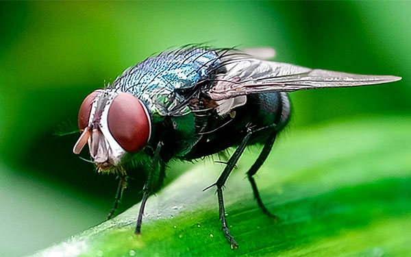 Fly