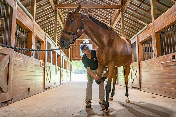 Dr. Sanchez examining horse