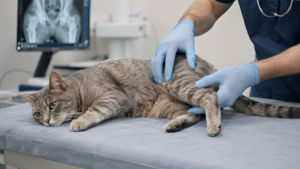 Cat knee examination