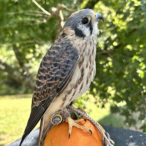 Cora