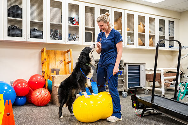 Goose on a ball with technician