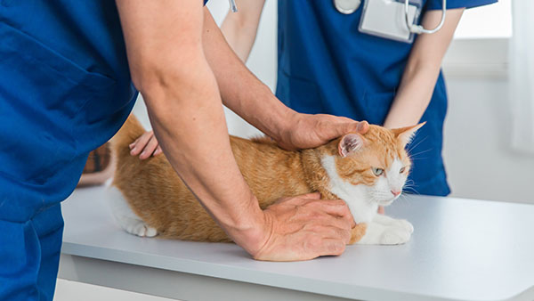 Technicians examining a cat