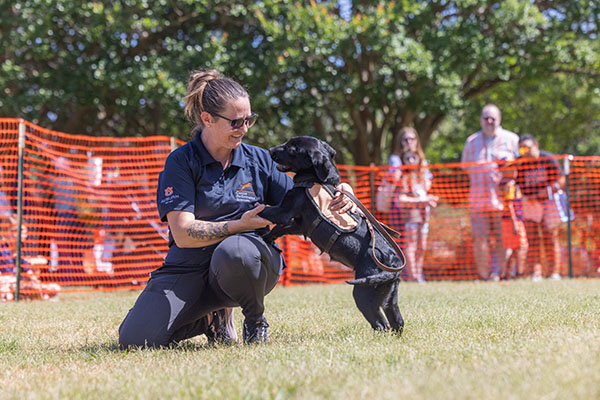 Handler with black lab puppy