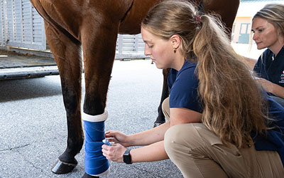Veterinary personnel wrapping horse's leg