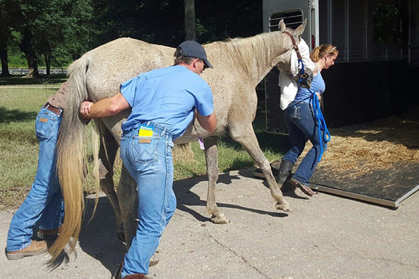 Three people loading a horse into a trailer