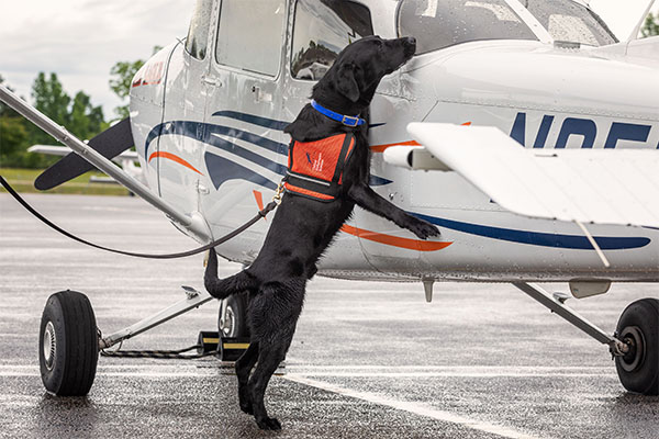 Black lab jumping up on plane to sniff