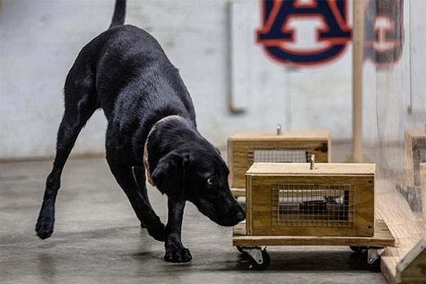 Black lab snipping small wood box