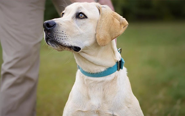 Yellow Lab