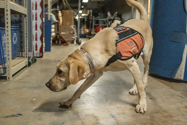 Yellow lab crouched down to sniff