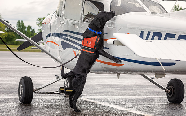Dog sniffing a plane