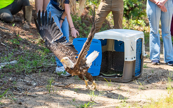 Eagle released back into the wild