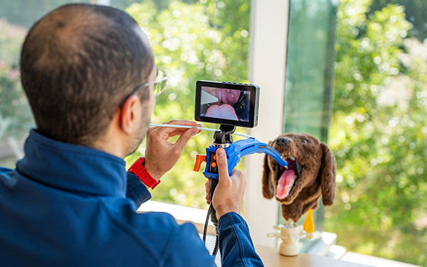 Veterinarian inserting scope into practice dummy