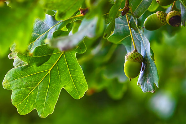 Oak leaves