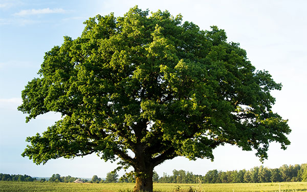 Oak tree